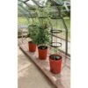 Tomatentoren Met Bewateringssysteem - 150 Cm 2 Tomatentoren Met Bewateringssysteem - 150 Cm -Tuindecoratie Winkel 1519073837 1 600