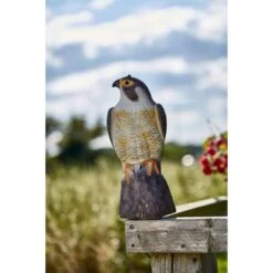 Slechtvalk Als Vogelverjager - 35 Cm 5 Slechtvalk Als Vogelverjager - 35 Cm -Tuindecoratie Winkel 1640694530 2 600