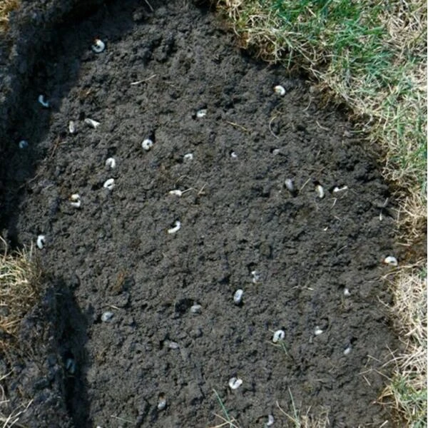 DCM Heteri-Guard - Aaltjes Tegen Engerlingen In Gazon - Voor 500 M² 4 DCM Heteri-Guard - Aaltjes Tegen Engerlingen In Gazon - Voor 500 M² - Afbeelding 2