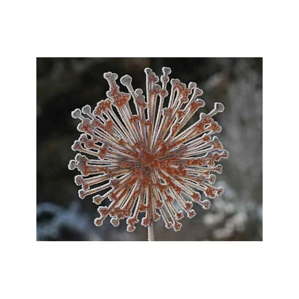 Allium Ø 30 Cm - Decoroest 4 Allium Ø 30 Cm - Decoroest - Afbeelding 2