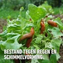 Compo Bio Anti-slakkenkorrels Voor 400 M² - 2 Kg 9 Compo Bio Anti-slakkenkorrels Voor 400 M² - 2 Kg -Tuindecoratie Winkel antislak bio 2 kg 1740479025 4 600