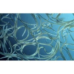 Aquanemix 1.25 V - Doseersproeier Voor Aaltjes 7 Aquanemix 1.25 V - Doseersproeier Voor Aaltjes -Tuindecoratie Winkel auquanemix 125 v doseersproeier 1497858309 1 600