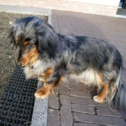 Dierenwerende Rasters - Anti-graven - Set Van 2 Stuks 11 Dierenwerende Rasters - Anti-graven - Set Van 2 Stuks -Tuindecoratie Winkel dierenwerende matten 1543585595 2 600