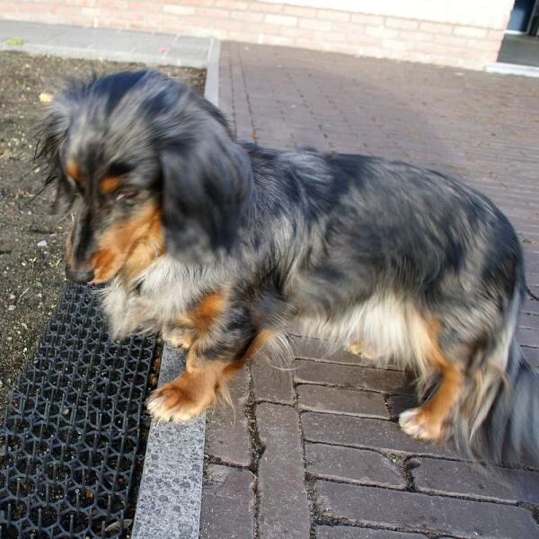 Dierenwerende Rasters - Anti-graven - Set Van 2 Stuks 7 Dierenwerende Rasters - Anti-graven - Set Van 2 Stuks - Afbeelding 5