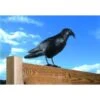 Duivenverjager Kraai 2 Duivenverjager Kraai -Tuindecoratie Winkel duivenverjager kraai 1484053985 1 600