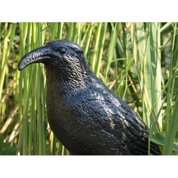 Duivenverjager Kraai 5 Duivenverjager Kraai - Afbeelding 3