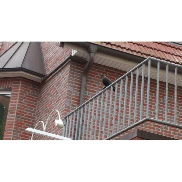 Duivenverjager Kraai 7 Duivenverjager Kraai - Afbeelding 5