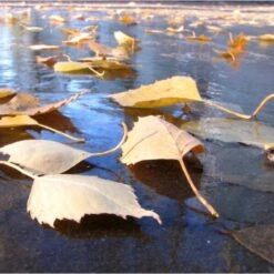 Fijnmazig Vijvernet 6 × 5 Meter 7 Fijnmazig Vijvernet 6 × 5 Meter -Tuindecoratie Winkel fijnmazig vijvernet 6 x 5 meter 1541778382 1 600