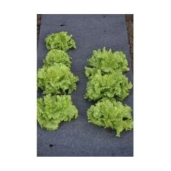 Gronddoek Vilt Met Openingen Voor Sla En Bonen - 60 Cm × 5 M 8 Gronddoek Vilt Met Openingen Voor Sla En Bonen - 60 Cm × 5 M -Tuindecoratie Winkel gronddoek voor sla en bonen 60 cm x 5 m 1513845998 3 600