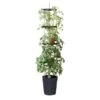 Tomatentoren 150 Cm Met Bewateringssysteem - Grijs -Tuindecoratie Winkel klimplantentoren met bewateringssysteem 1519073384 1 600