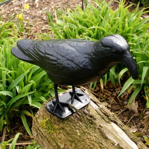 Duivenverjager Kraai Roepend 5 Duivenverjager Kraai Roepend - Afbeelding 3