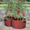 Kweekzak Tomaten 40 Liter - Set Van 2 Stuks 2 Kweekzak Tomaten 40 Liter - Set Van 2 Stuks -Tuindecoratie Winkel kweekzak voor tomaten 40 liter 1487756657 0 600