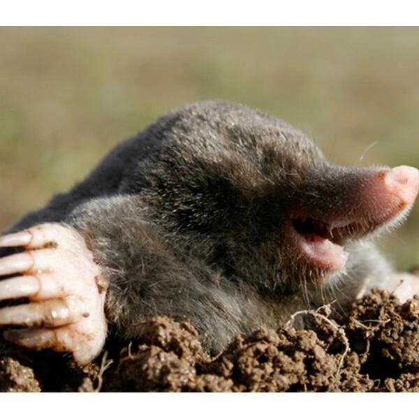 BSI Anti-mollengranulaat 600 G 4 BSI Anti-mollengranulaat 600 G - Afbeelding 2