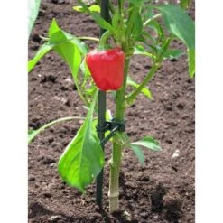 Plantenbinder - Rubber 18 Cm Groen - Set Van 15 Stuks 7 Plantenbinder - Rubber 18 Cm Groen - Set Van 15 Stuks -Tuindecoratie Winkel plantenbinder rubber 18 cm groen 1672759364 3 600