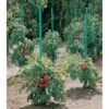 Plantensteun Voor Tomaten Met Waterreserve - 180 Cm 2 Plantensteun Voor Tomaten Met Waterreserve - 180 Cm -Tuindecoratie Winkel plantsteun voor tomaten met waterreserve 1m80 1602162794 1 600