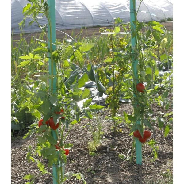 Plantensteun Voor Tomaten Met Waterreserve - 180 Cm 4 Plantensteun Voor Tomaten Met Waterreserve - 180 Cm - Afbeelding 2