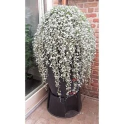 Regenton Antraciet - 360 Liter 9 Regenton Antraciet - 360 Liter -Tuindecoratie Winkel regenton antraciet 360 liter 1566069314 1 600