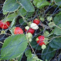 Tuinnet Grofmazig 10 × 15 M 5 Tuinnet Grofmazig 10 × 15 M -Tuindecoratie Winkel tuinnet grofmazig 10 x 15 m 1619525457 2 600