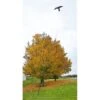 Vogelverjager Kite Hawk Met Paal Tot 10 Meter 2 Vogelverjager Kite Hawk Met Paal Tot 10 Meter -Tuindecoratie Winkel vogelverjager met 10 m paal 1507897379 3 600
