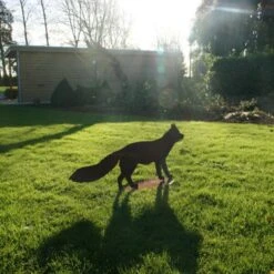 Vos Staand - Decoroest 8 Vos Staand - Decoroest -Tuindecoratie Winkel vos staand decoroest 1510257973 1 600