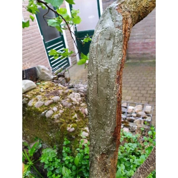 Compo Wondafdekmiddel - Lac Balsam 4 Compo Wondafdekmiddel - Lac Balsam - Afbeelding 2