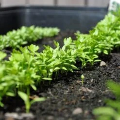 Zaaibak Zwart 57 × 42 × 8 Cm 11 Zaaibak Zwart 57 × 42 × 8 Cm -Tuindecoratie Winkel zwarte zaaibak 55 x 40 x 8 cm 1484055699 5 600